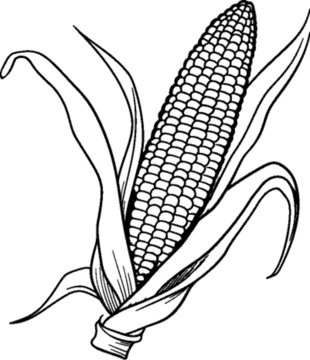 玉米线稿矢量插画