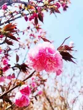 樱花