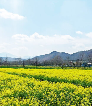 油菜花