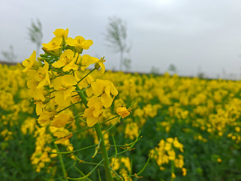 田野间微距油菜花开满地