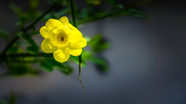 高清迎春花