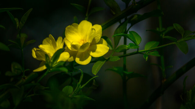 高清迎春花