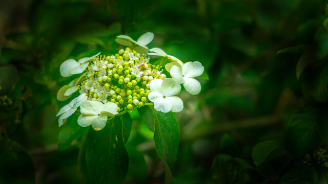 特写琼花