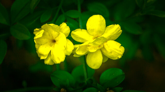特写迎春花