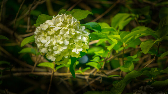 特写绣球荚蒾