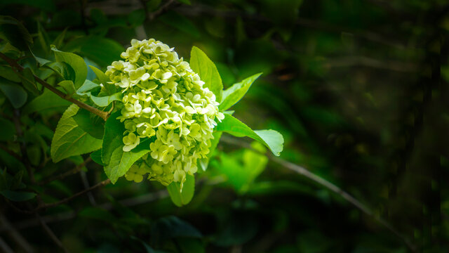 特写绣球荚蒾