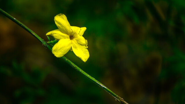特写迎春花