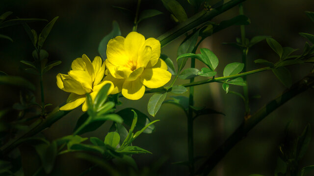 特写迎春花