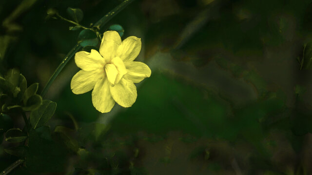 特写迎春花