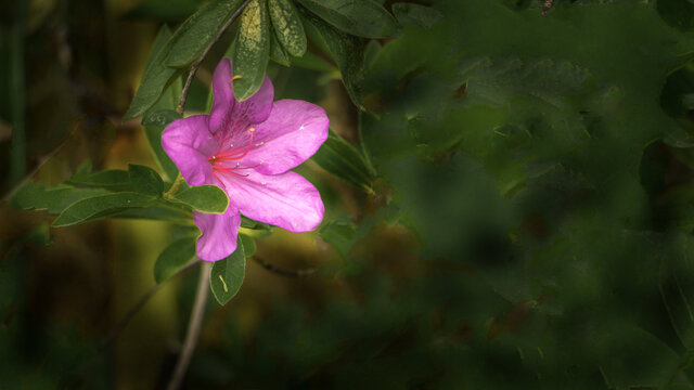 特写杜鹃花