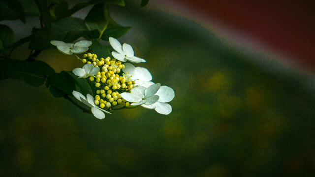 高清琼花