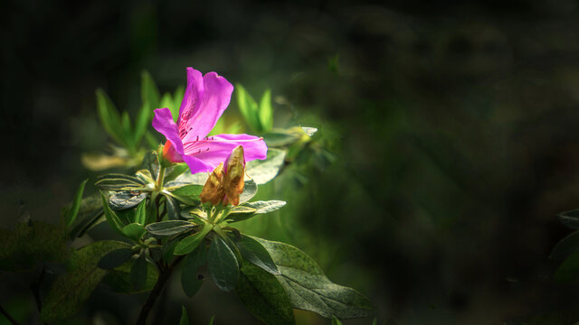 高清杜鹃花