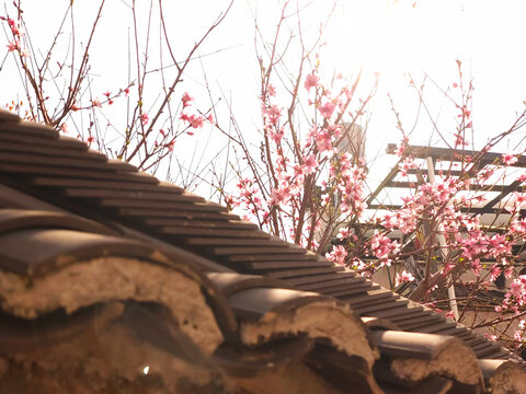 桃花