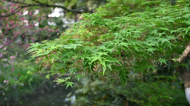 枫叶