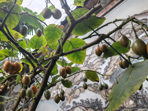 树番茄酸鸡蛋果