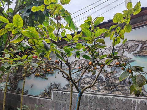 树番茄酸鸡蛋果
