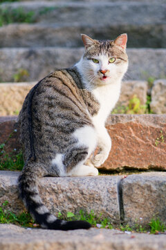 猫