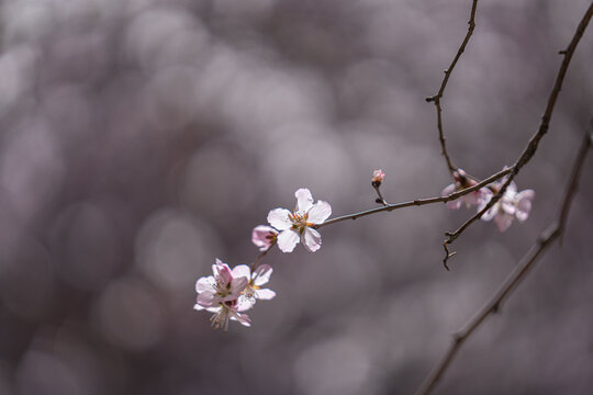杏花