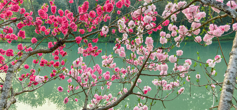 春天的扬州瘦西湖鲜花盛开