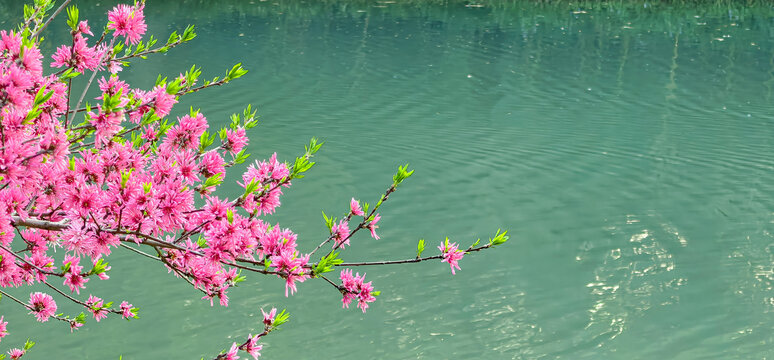 春天的扬州瘦西湖鲜花盛开