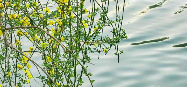 春天的扬州瘦西湖鲜花盛开