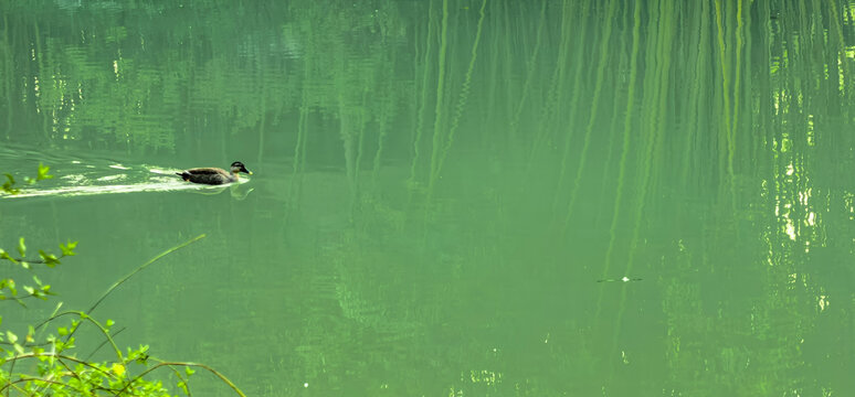 春天的扬州瘦西湖鸭子游泳