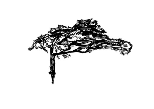 植物手绘崖谷迎客松插画矢量图