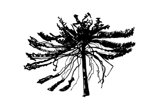 植物手绘迎客松插画线稿