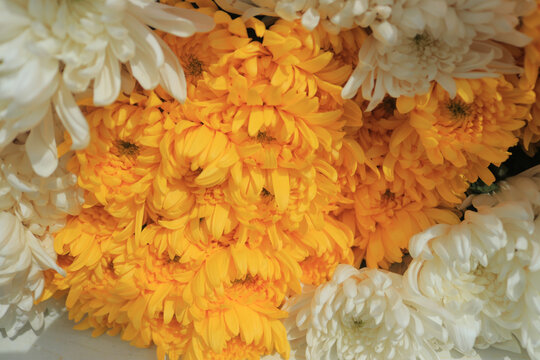 菊花