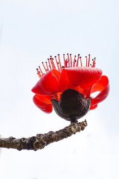 木棉花特写