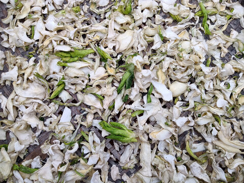 晒棒菜