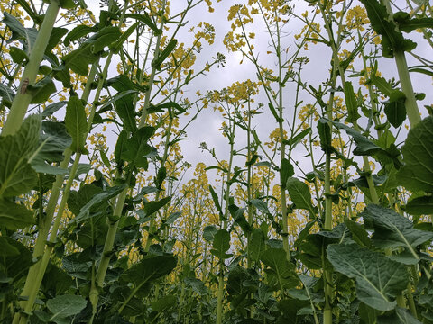 油菜花花海与天空