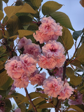 樱花特写