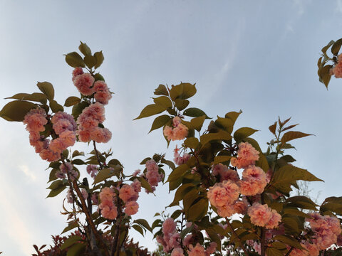 盛开的樱花