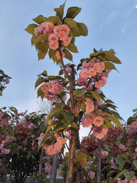 樱花