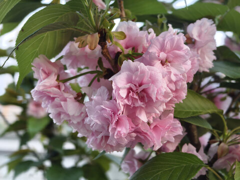 樱花特写