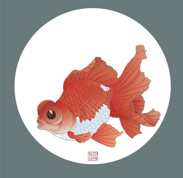 红白龙眼蝶尾金鱼矢量图