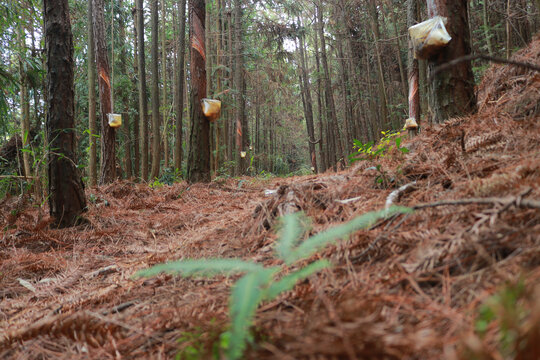 松树油