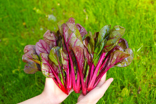 红菠菜