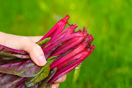 红菠菜