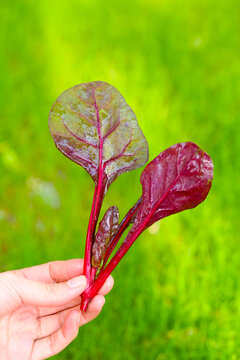 红菠菜