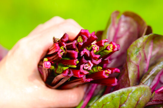 红玉菠菜