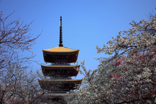 东湖樱花园