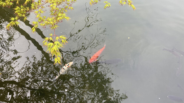 池塘锦鲤