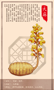 中草药天麻