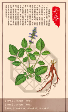 中草药丹参