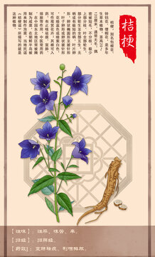 中草药桔梗