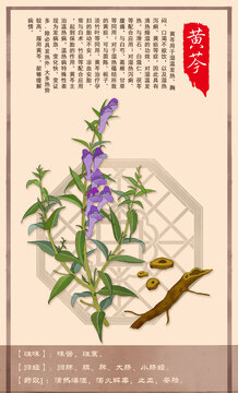 中草药黄芩