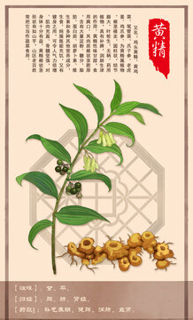 中草药黄精