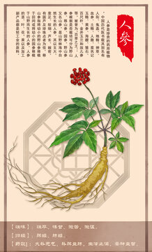 中草药人参